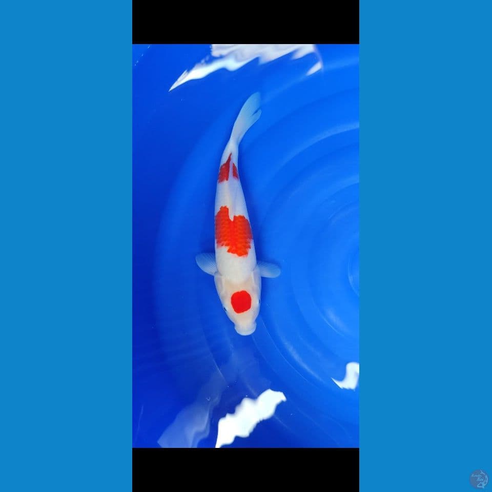 maruten kohaku 33 cm