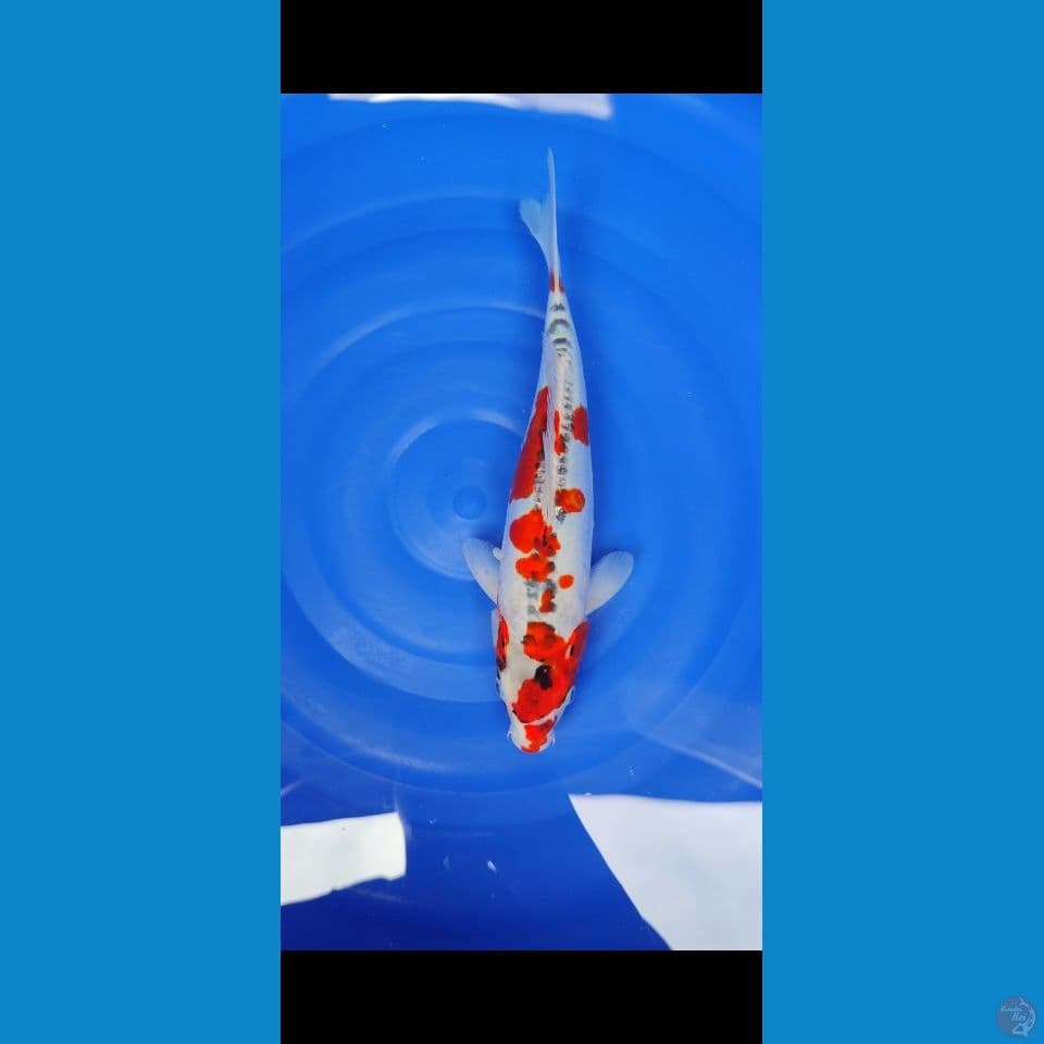 kiko 33 cm