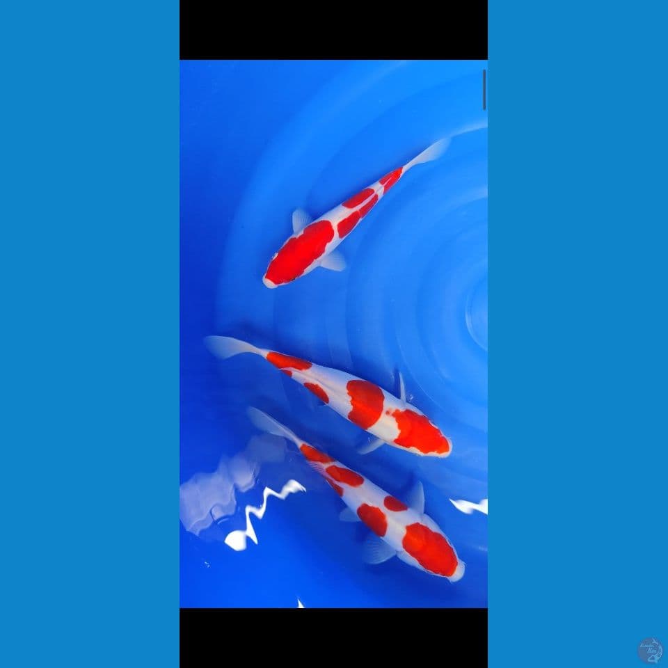 kohaku doitsu 22-25 cm