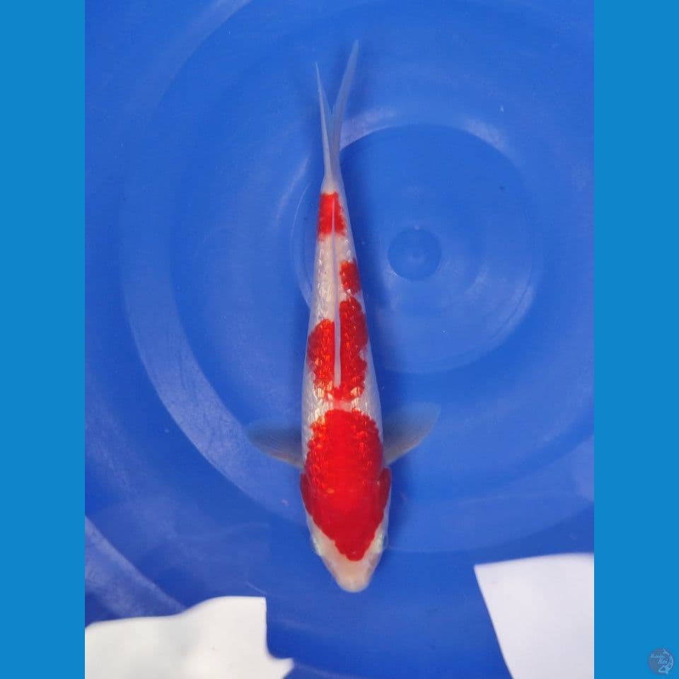 kohaku gindrin 22 cm