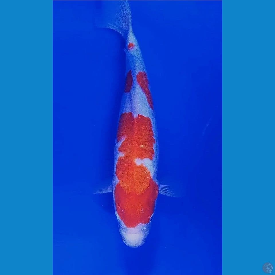 34 cm kohaku halus
