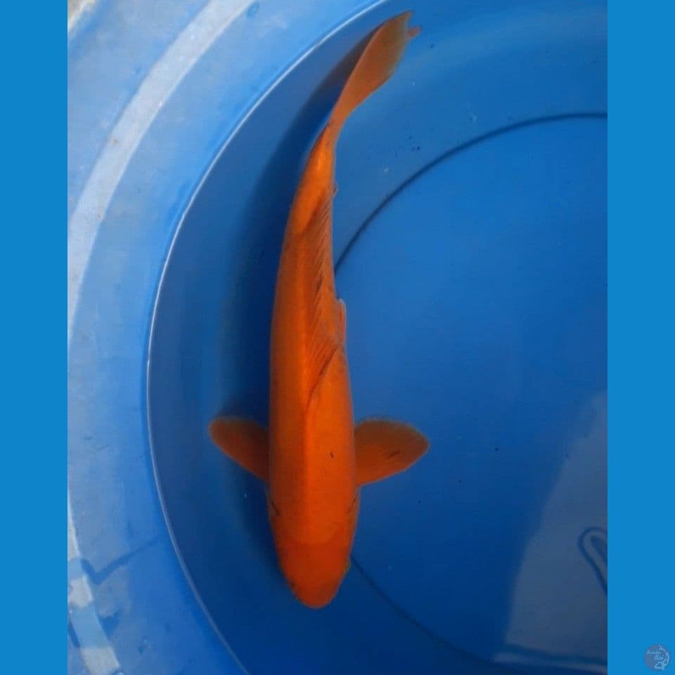 Karashi male 38 cm