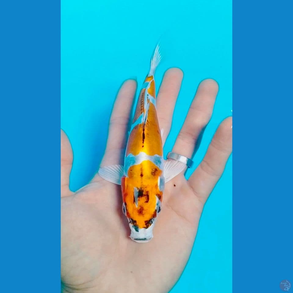 best hikarimono 17cm