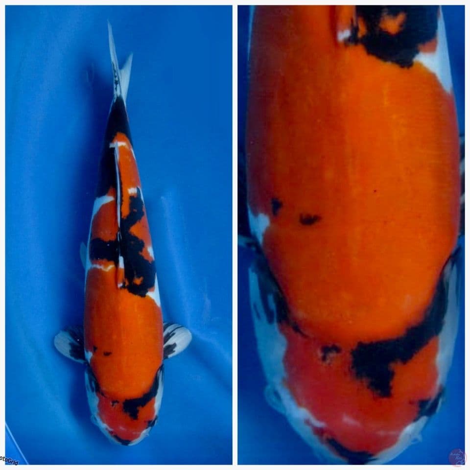 Showa doitsu murni F1 sakai 44cm