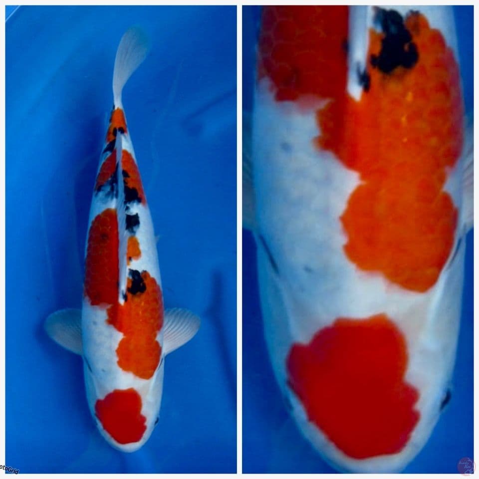 Sanke F1 sakai 45cm original