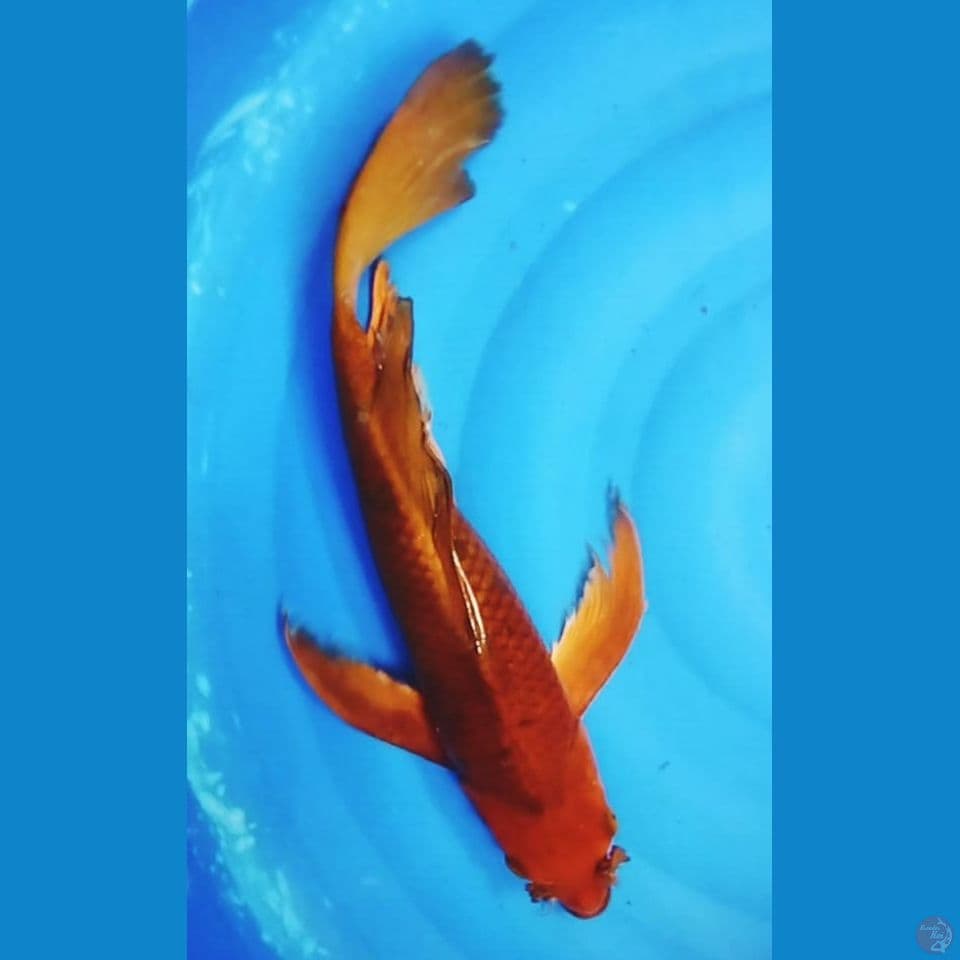 CAGOI 45CM