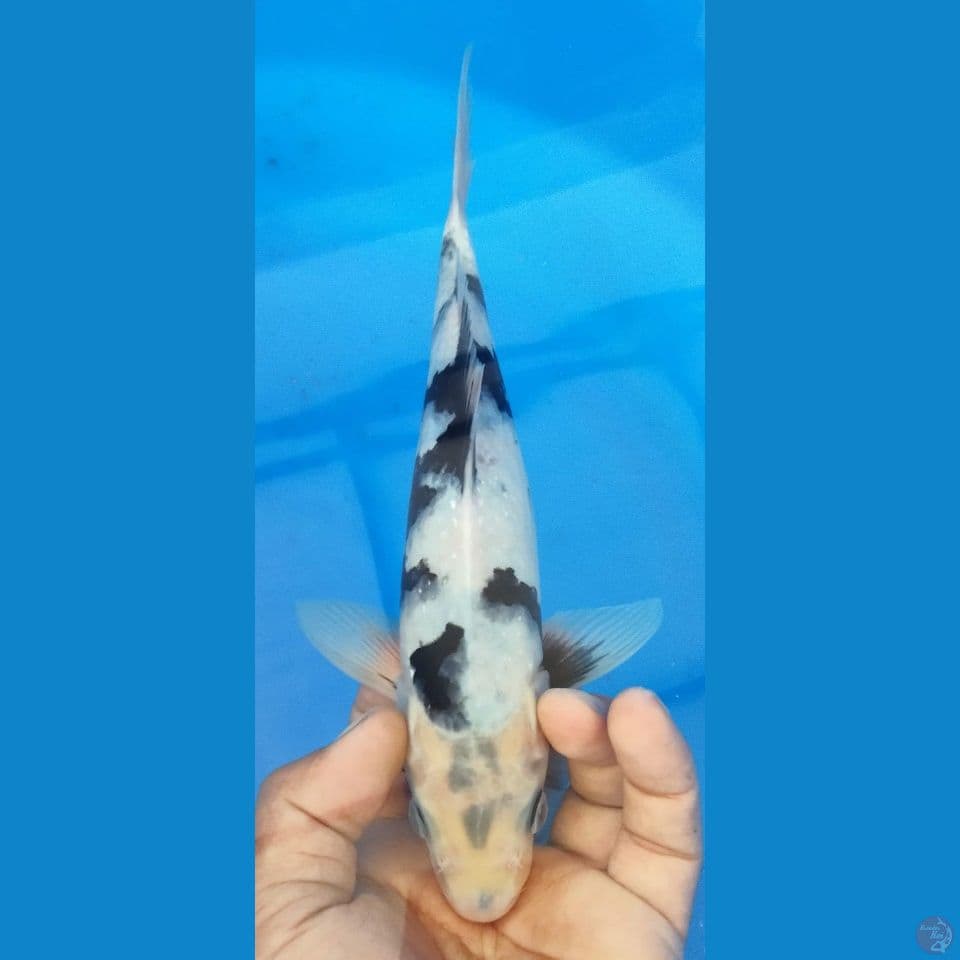 SHIRO 28CM