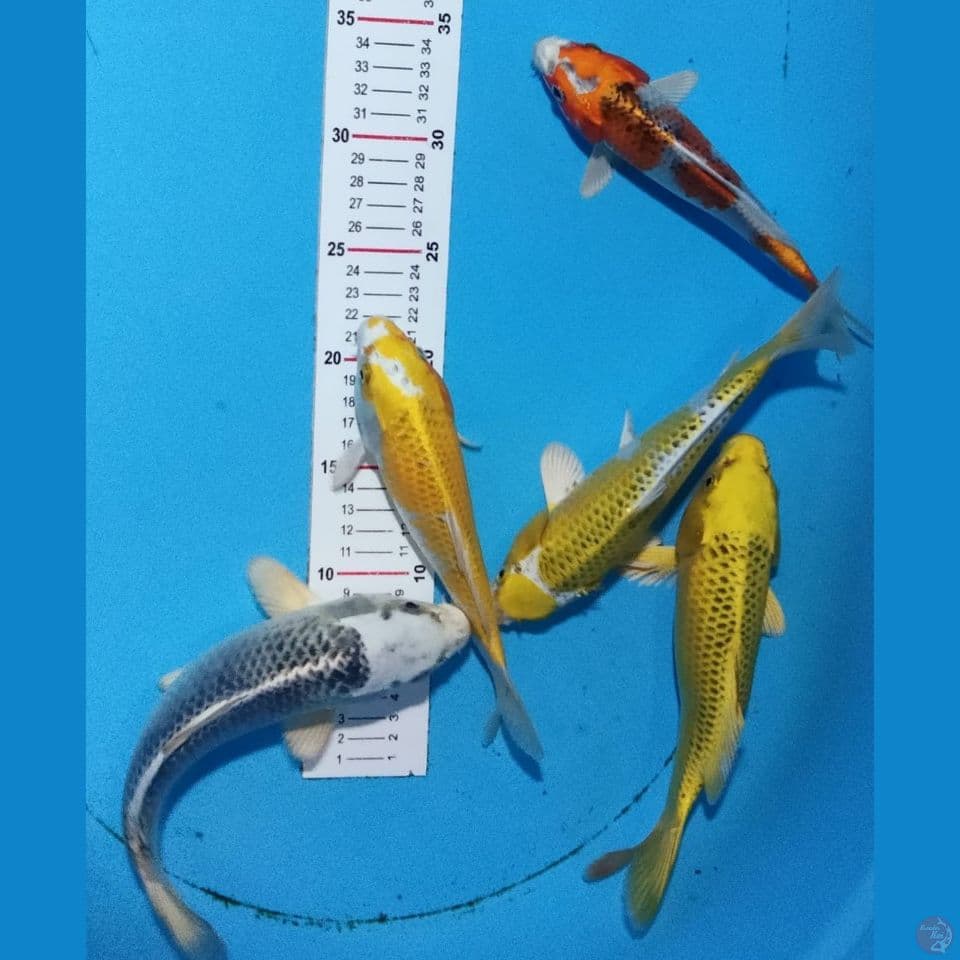 BREEEN 22'23'25CM