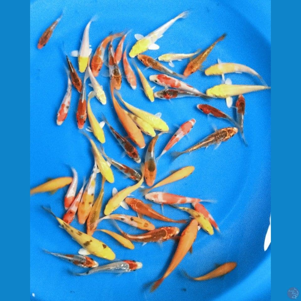 MIX 10,12,15 CM