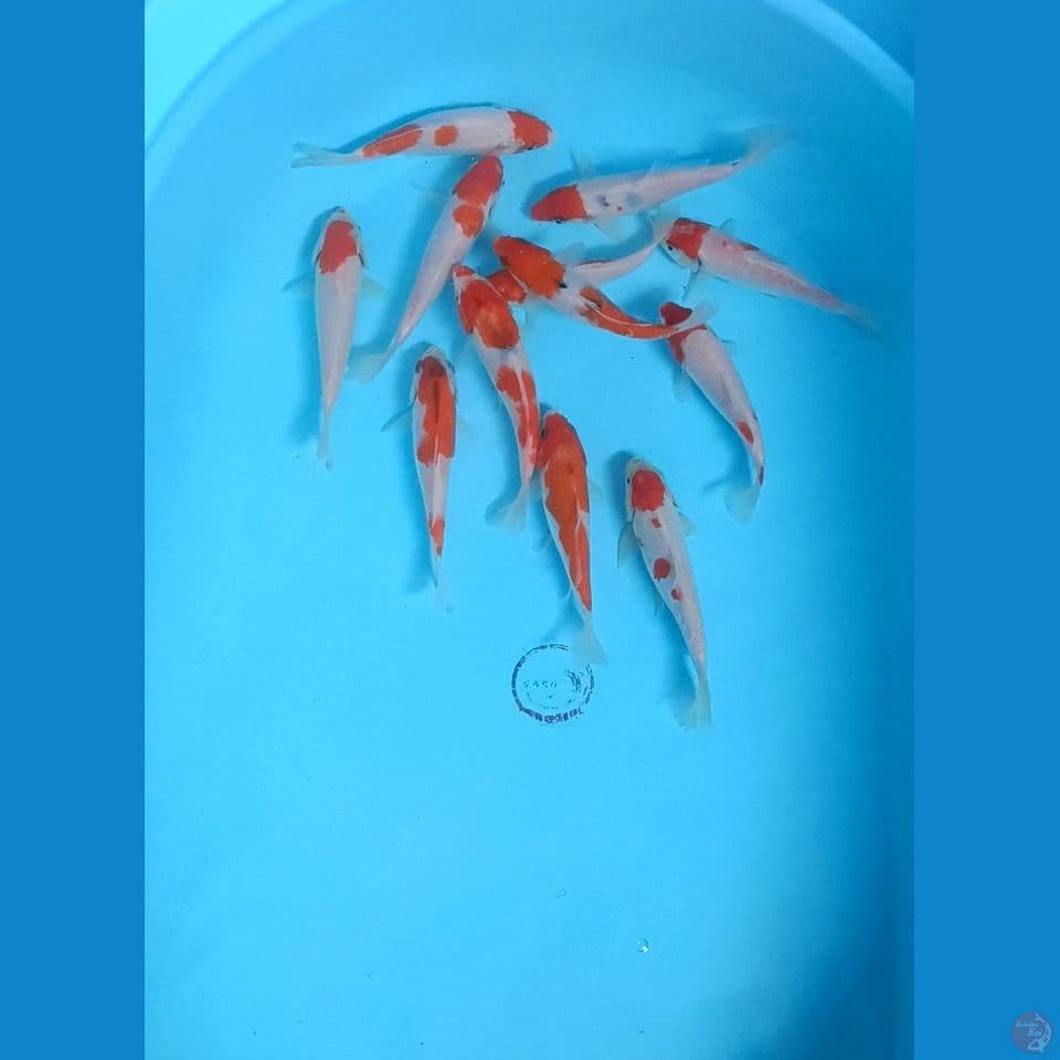Kohaku 13-15 cm (13 ekor)