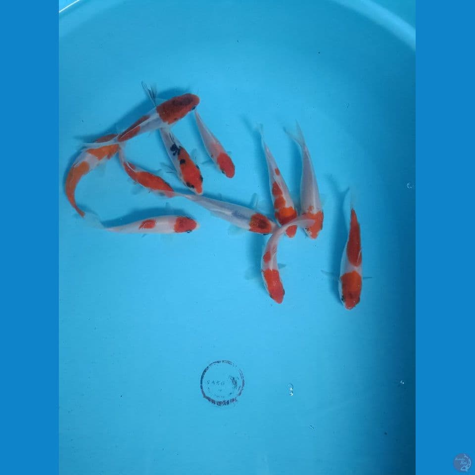 Mix 10-14 cm (11 ekor)