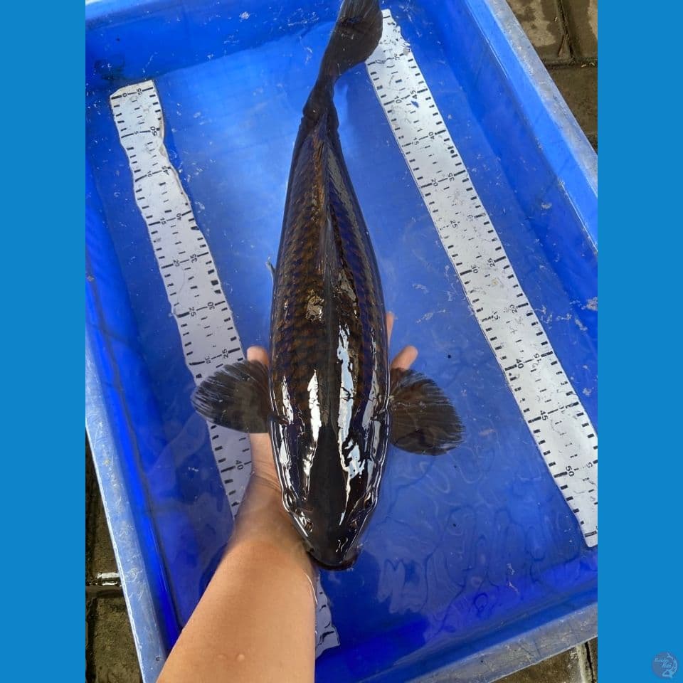 jantan 52 chagoi black