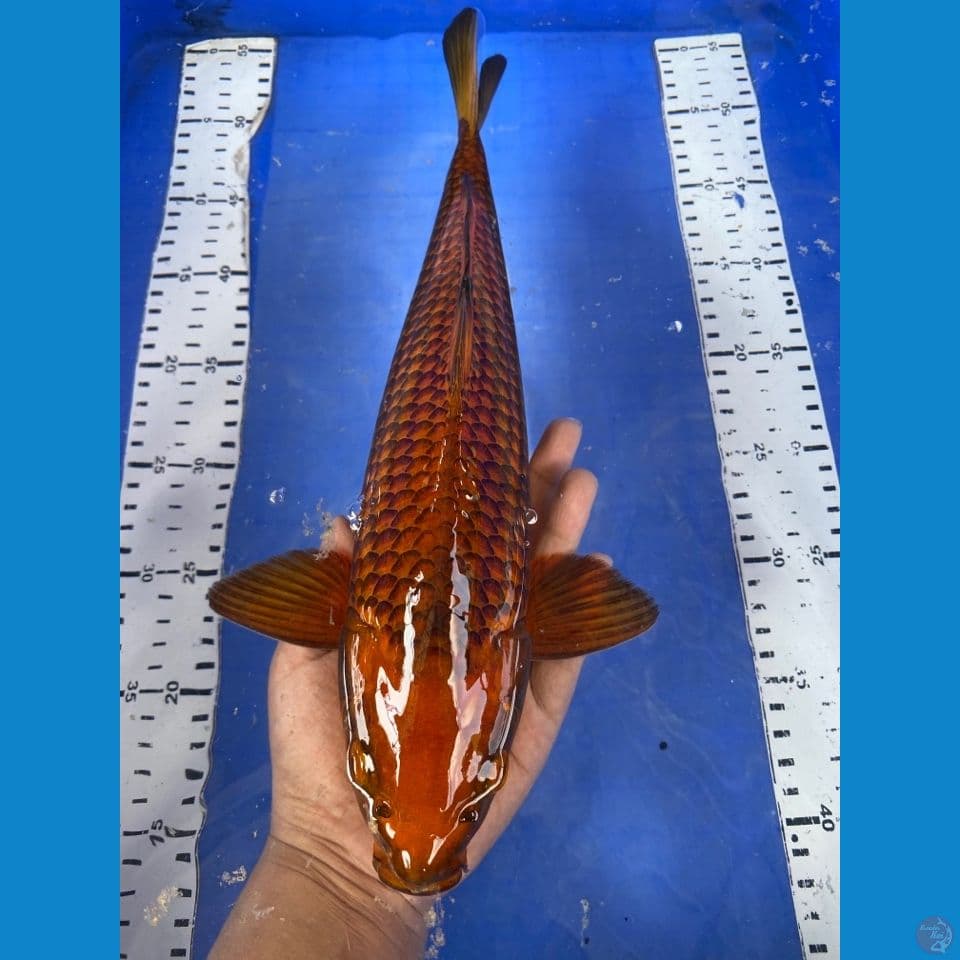 chagoi 35 salak