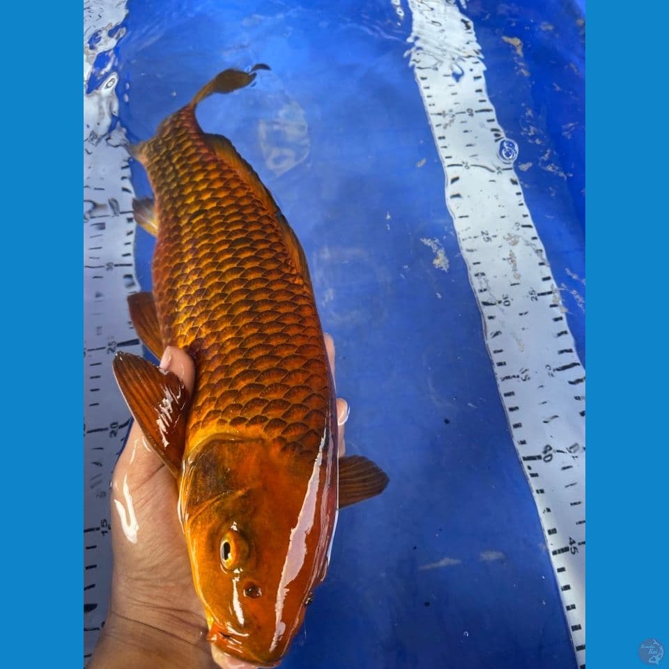 chagoi 35 salak