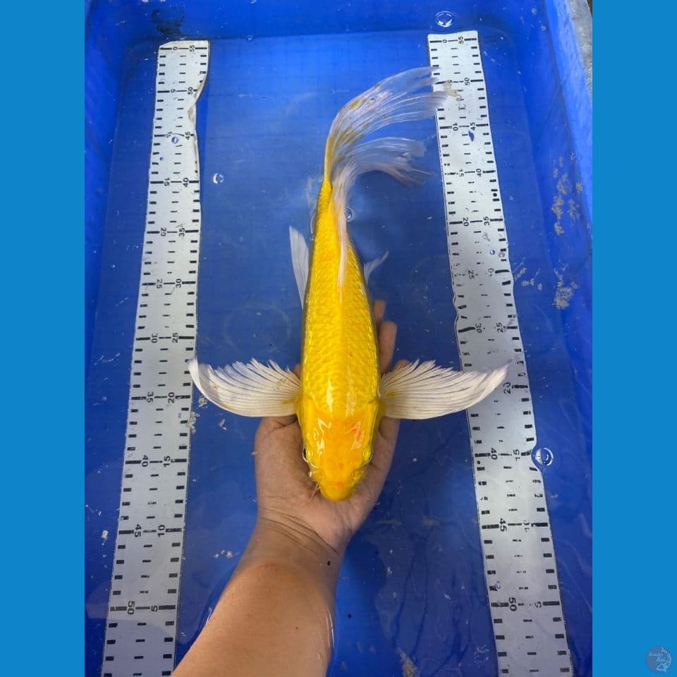 kumpay mukasi 40 bu