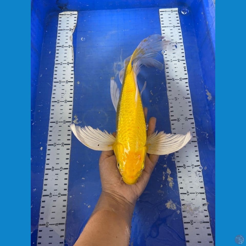 kumpay mukasi 40 bu