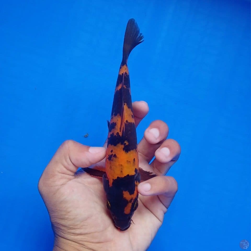 HI UTSURI 17CM