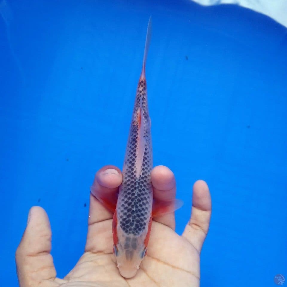 ASAGI 17CM