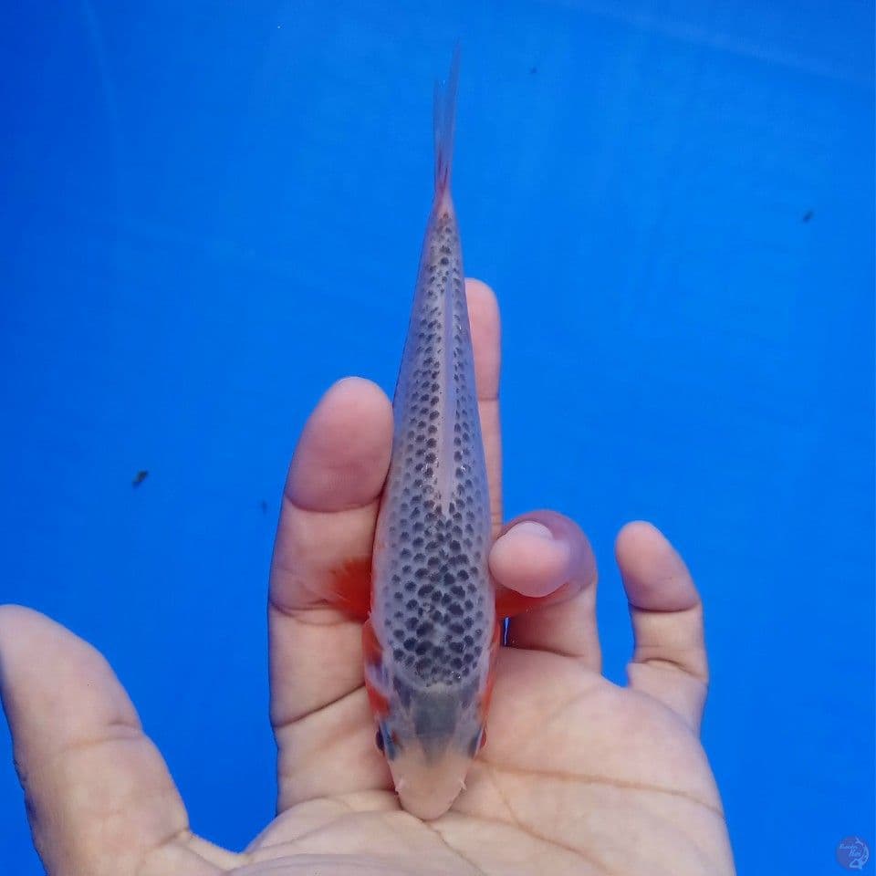 ASAGI MANTAP 16CM