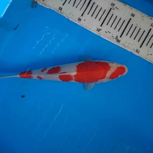 Kohaku kujibeni