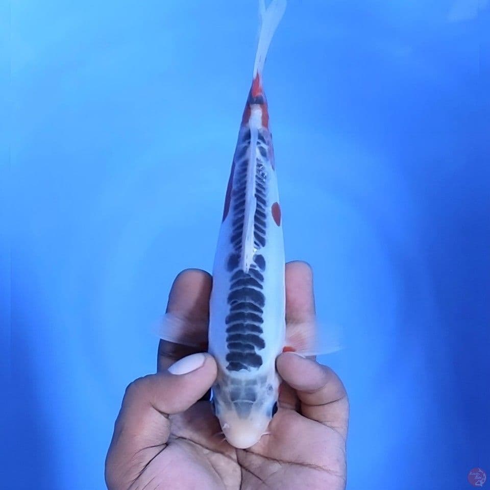 shusui # 21cm - Male