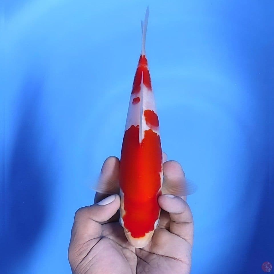 Kohaku # 23cm - Male