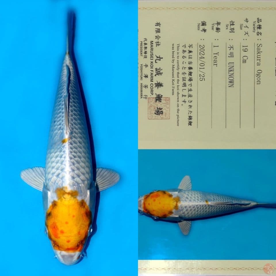 MARUSEI TC SAKURA OGON RARE/LANGKA 30CM