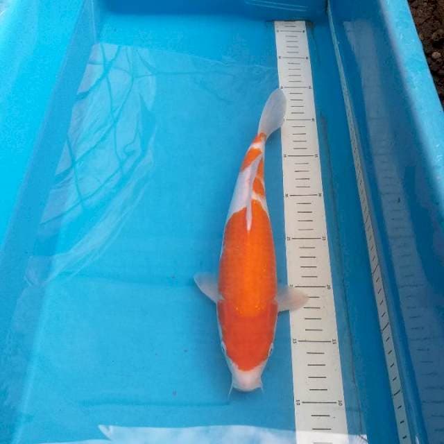Tosai Kohaku