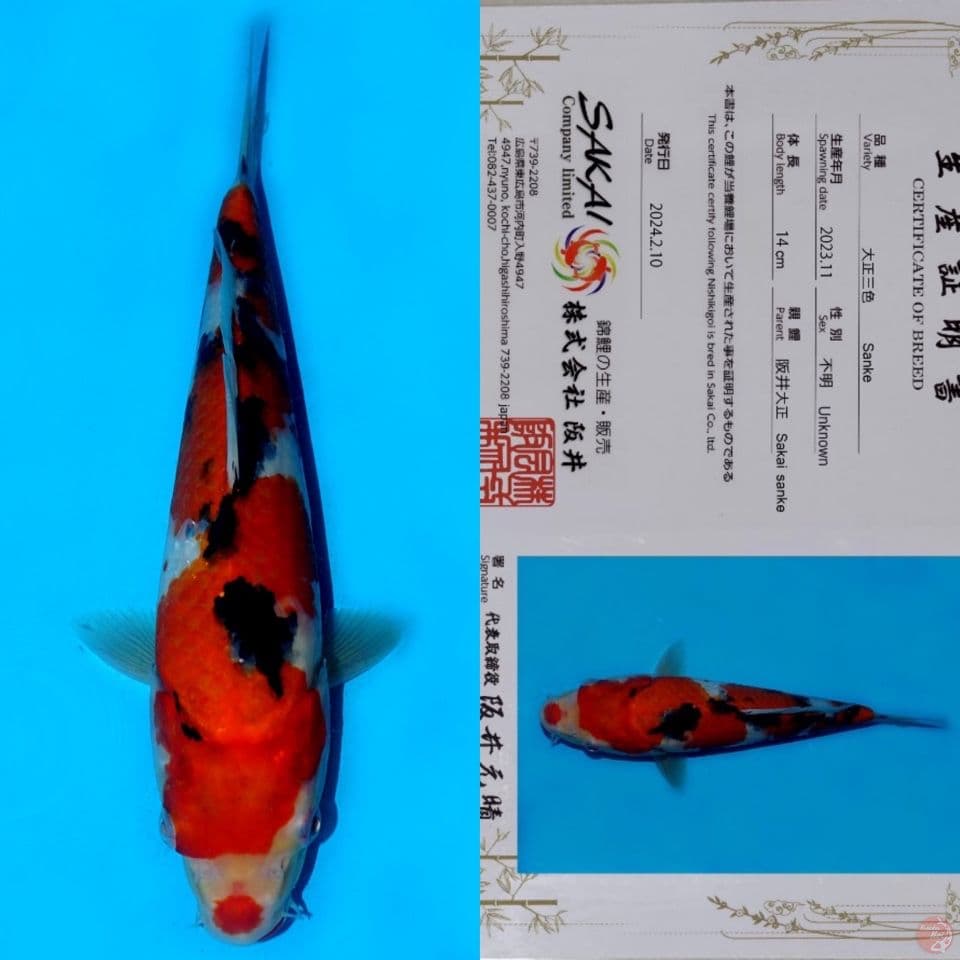 SAKAI SANDAN SANKE HQ 26CM