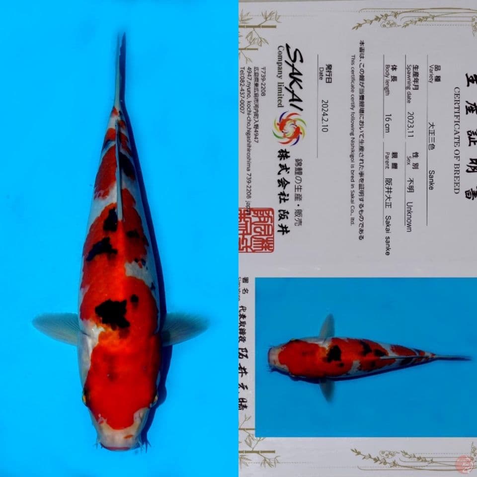 SAKAI YONDAN SANKE HQ 27CM