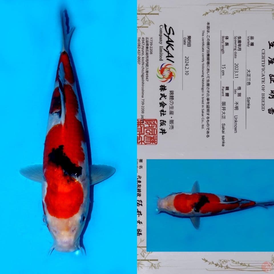 SAKAI NIDAN SANKE SQ 27CM