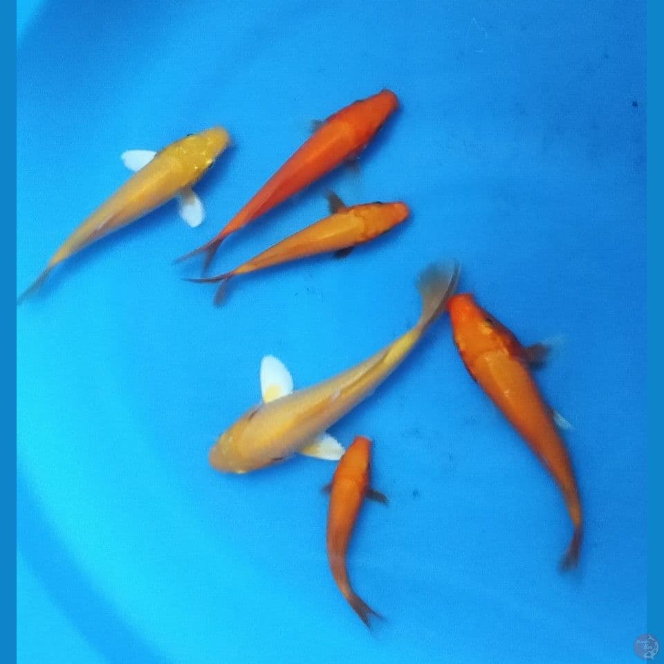 POLOS 15'17'20'22CM