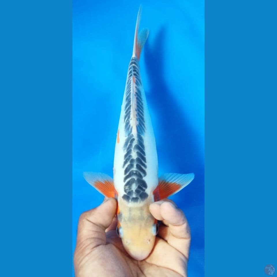 SUSHUI 32CM