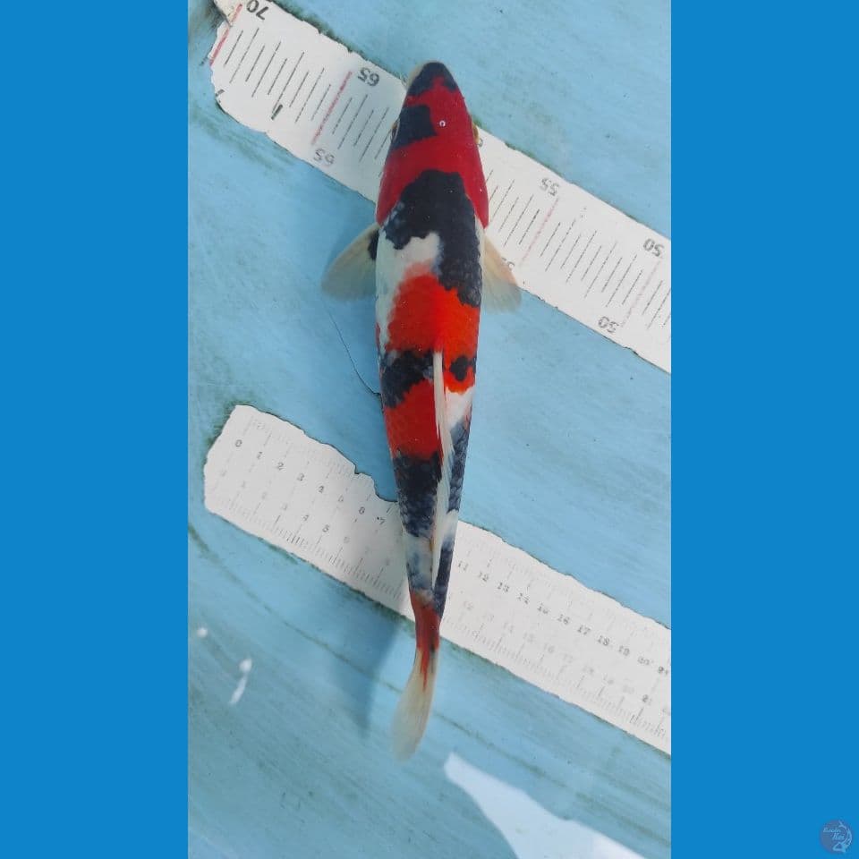 showa 27cm