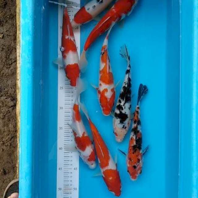 Paket bagus original 8 ekor