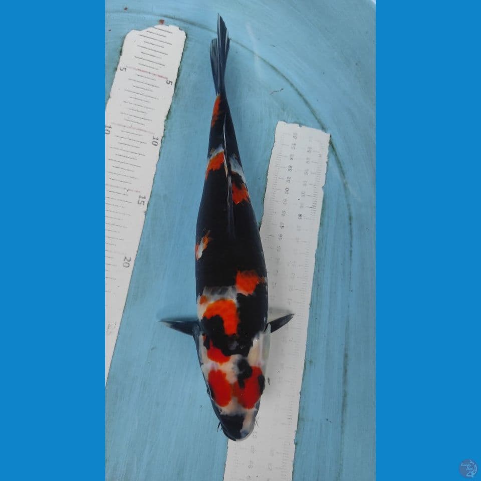 showa 30 cm