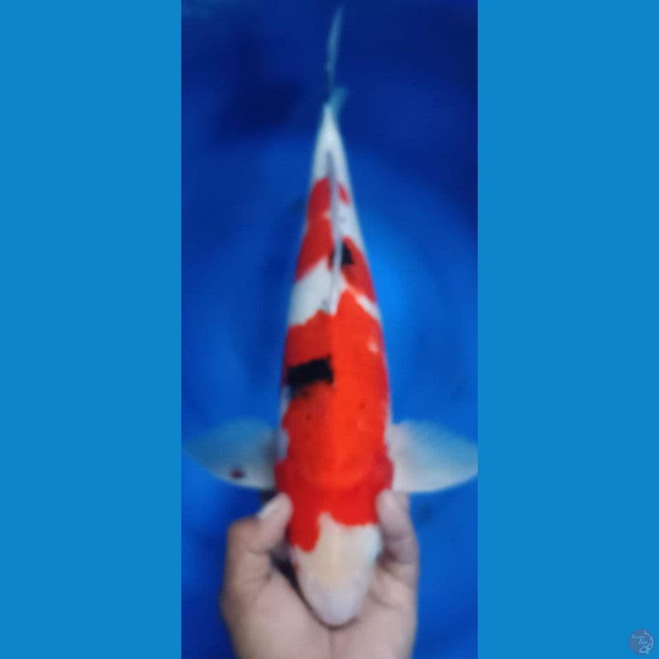 SANKE 45CM