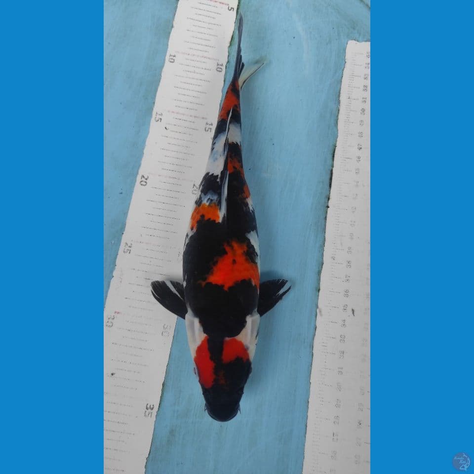 showa 27cm