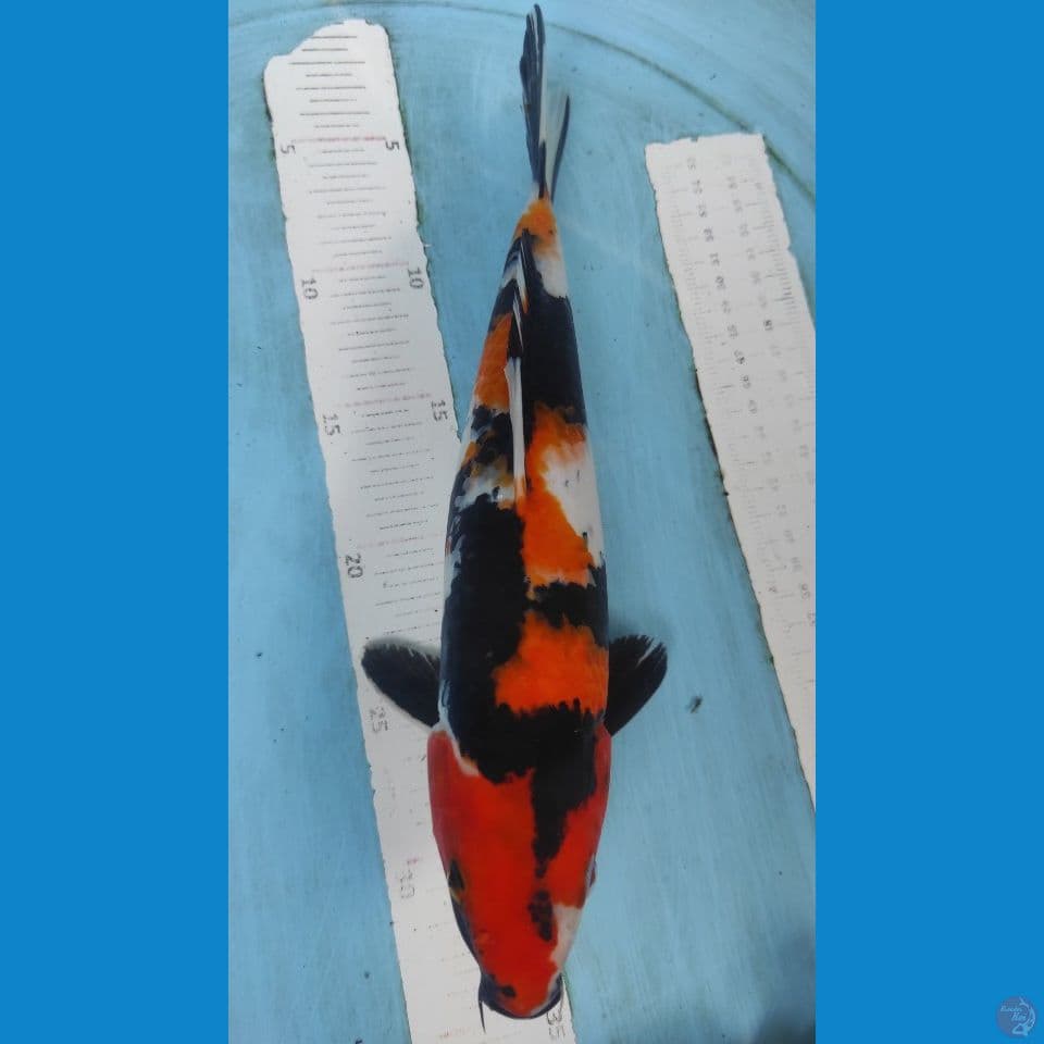 showa 32cm