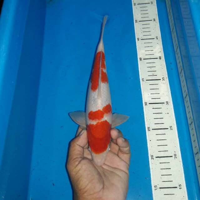Kohaku f1