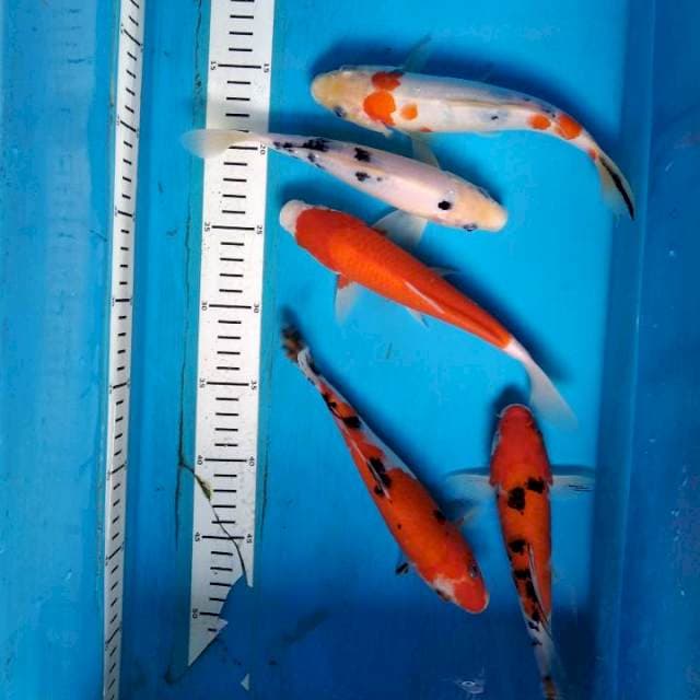 Paket mix 5 ekor