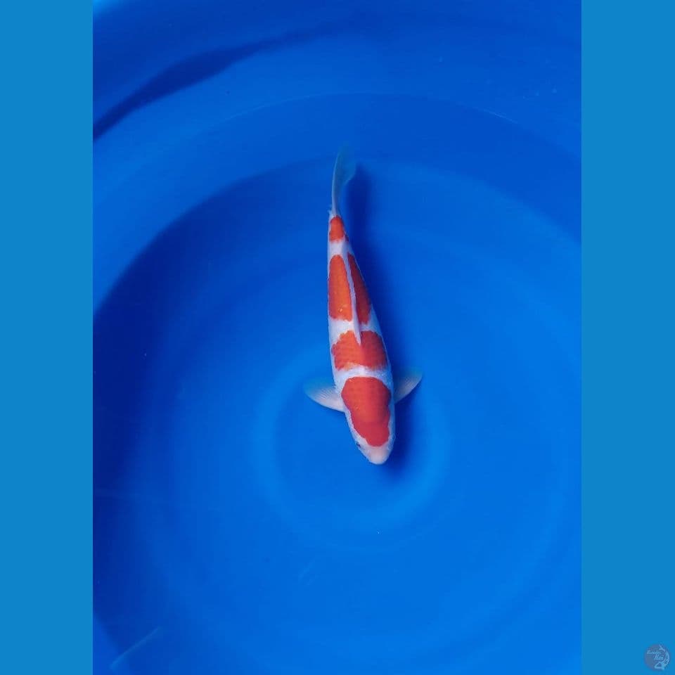 yondan kohaku