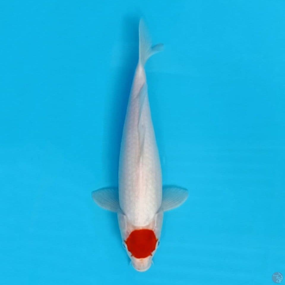 31cm khohaku