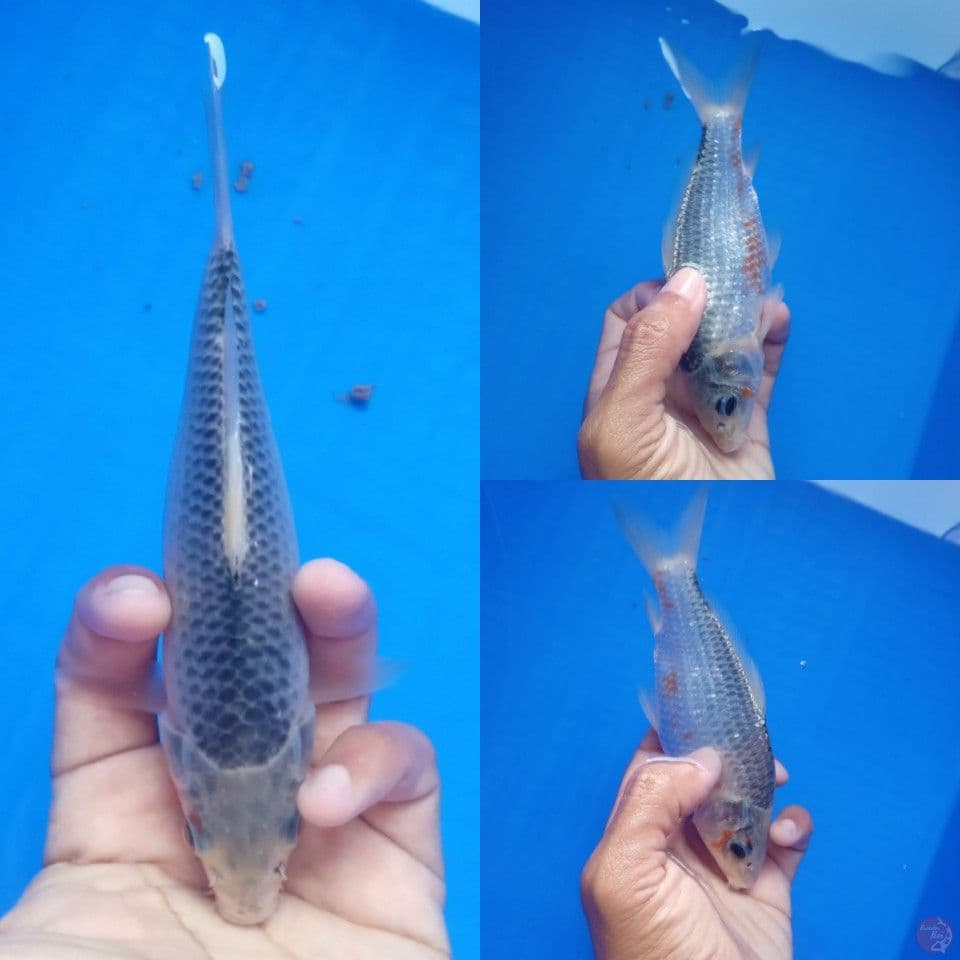 ASAGI 17CM
