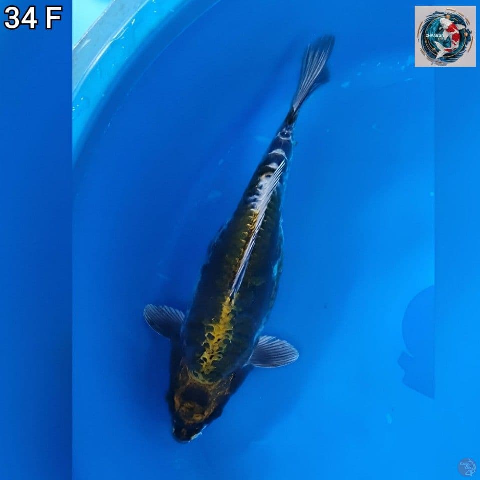 2. Kin Kiko 34cm Betina