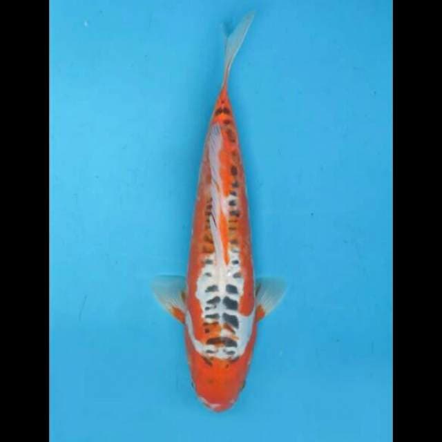 33cm Male - Hanna Shusui Tosai