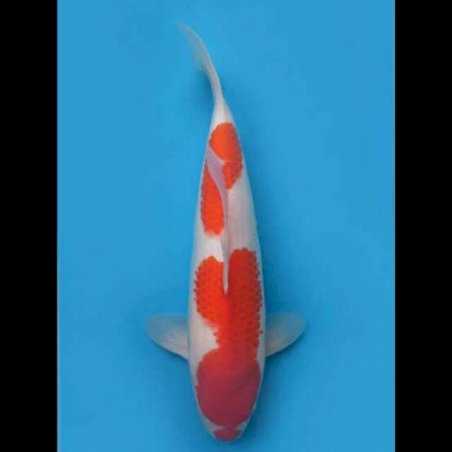 40cm Female - Nidan Kohaku