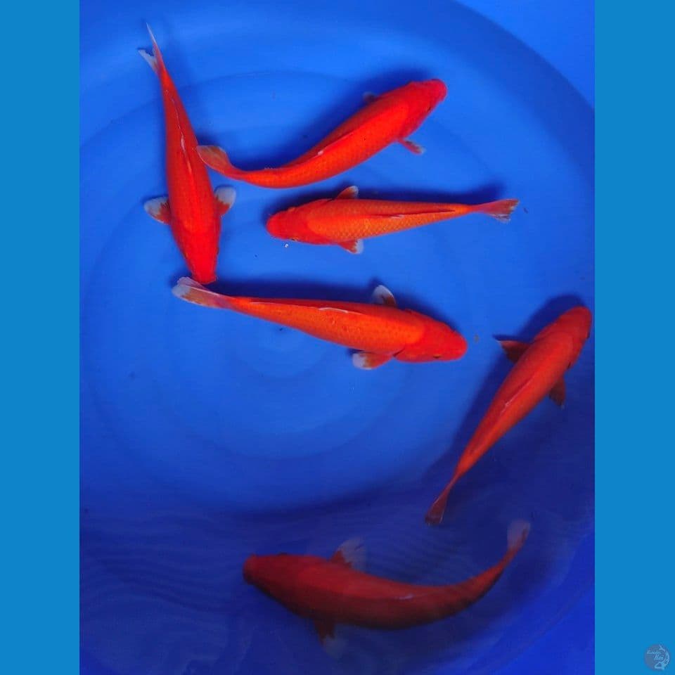 benigoi 6 ekor
