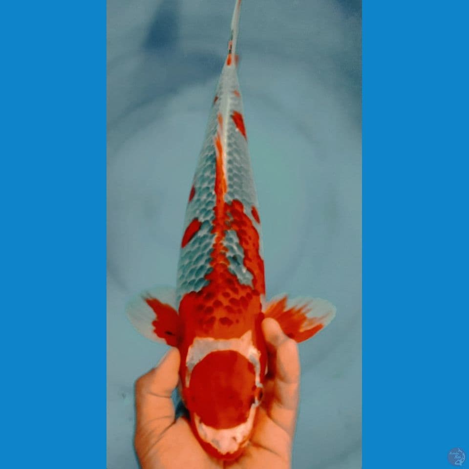 RED GHOSIKI 47CM