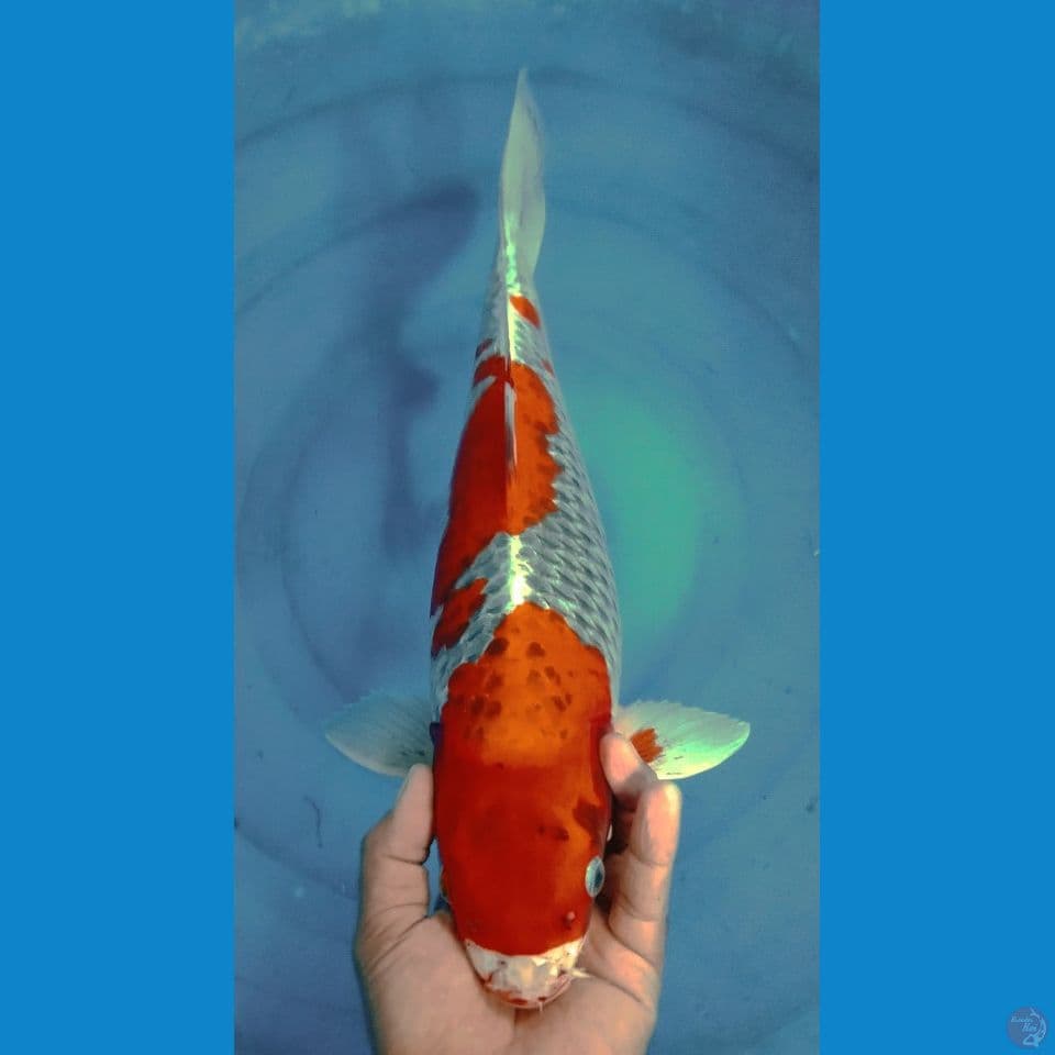 KUJAKU 47CM